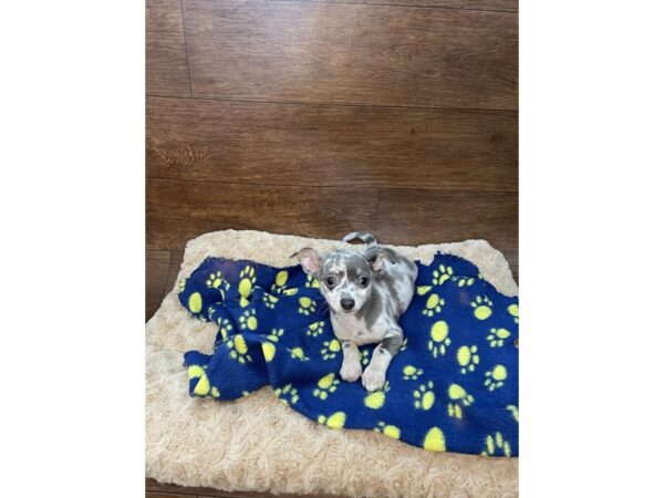 Chihuahua-DOG-Female-Blue Merle-2902-Petland Florence, Kentucky