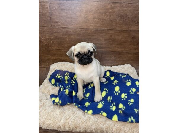 Pug DOG Female Fawn 2903 Petland Florence, Kentucky