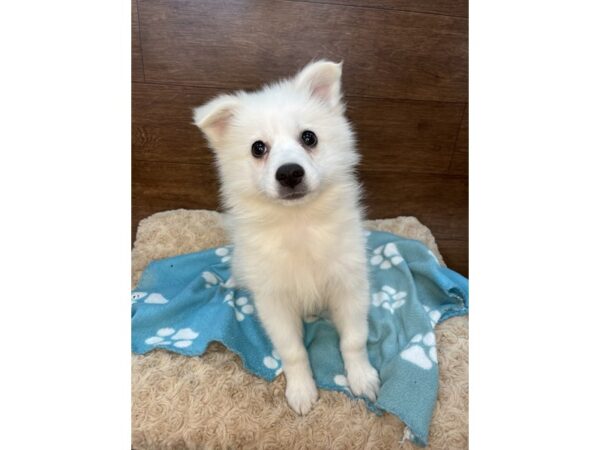 American Eskimo Dog DOG Female White 2904 Petland Florence, Kentucky