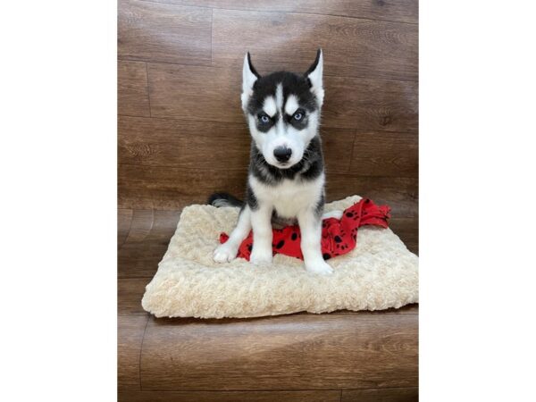 Siberian Husky DOG Male Black / White 2905 Petland Florence, Kentucky