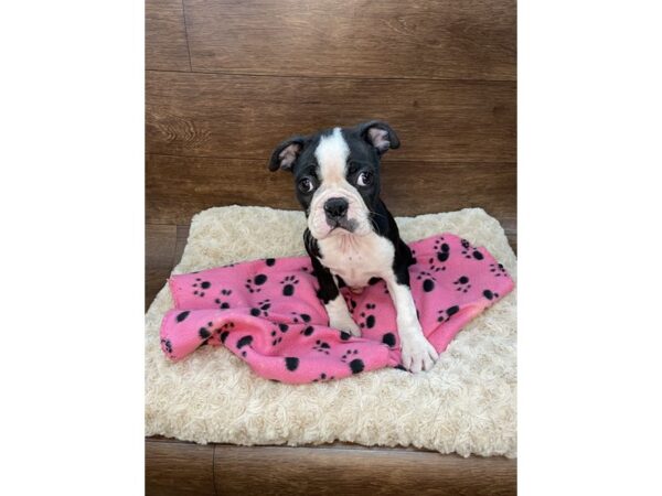 Boston Terrier DOG Female Black / White 2909 Petland Florence, Kentucky