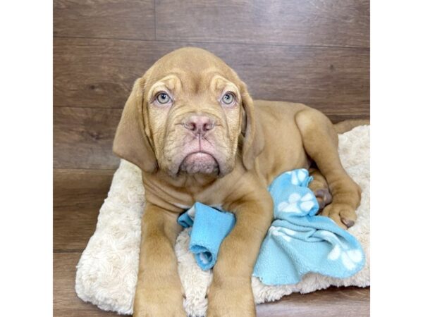 Dogue De Bordeaux-DOG-Male-Red-2928-Petland Florence, Kentucky