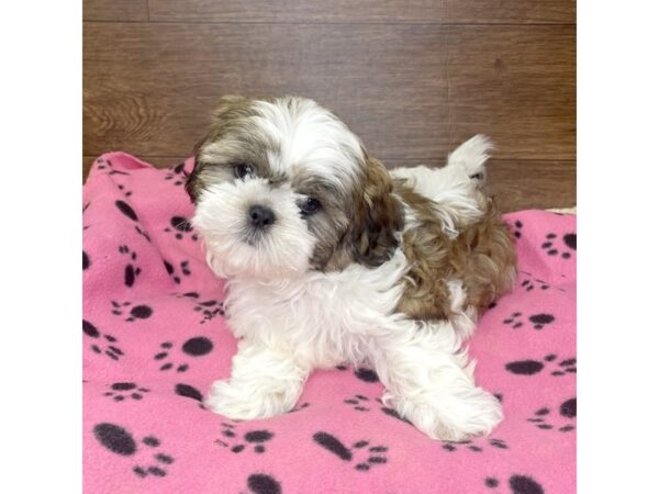 Shih Tzu-DOG-Male-Gold/White-2926-Petland Florence, Kentucky