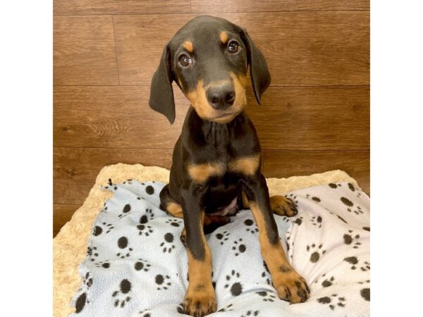 Doberman Pinscher DOG Female Black/Rust 2925 Petland Florence, Kentucky