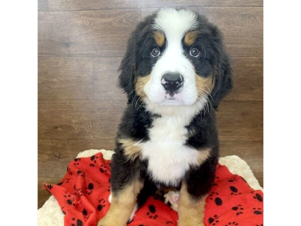 Bernese Mountain Dog DOG Male Tri Colored 2924 Petland Florence, Kentucky