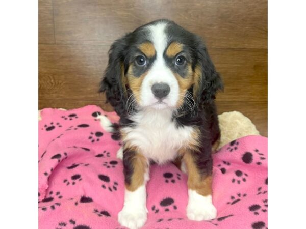 Mini Bernese DOG Female Tri Colored 2923 Petland Florence, Kentucky