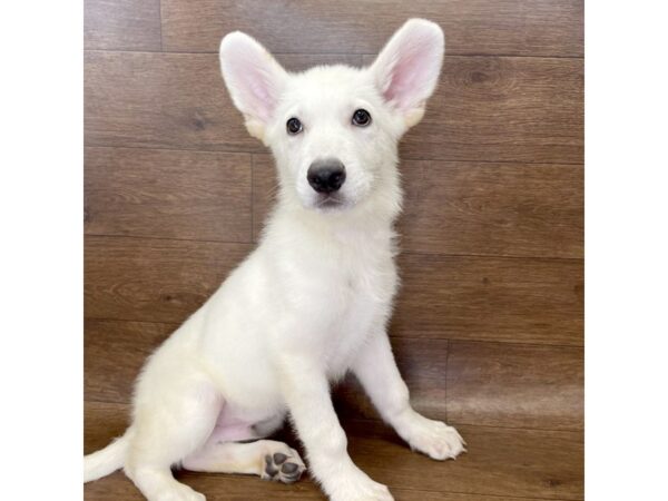 German Shepherd-DOG-Male-White-2922-Petland Florence, Kentucky