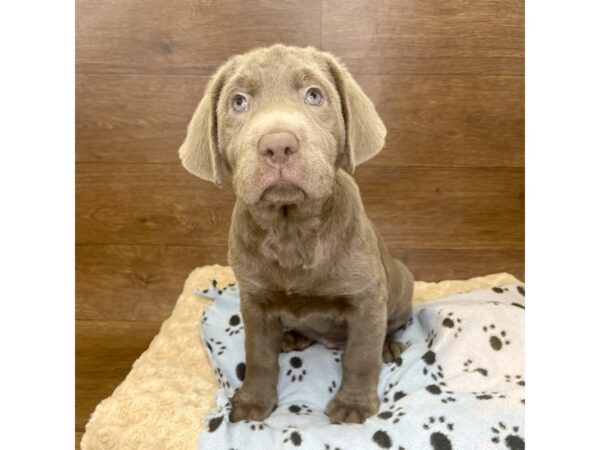 Labrador Retriever DOG Male Silver 2921 Petland Florence, Kentucky