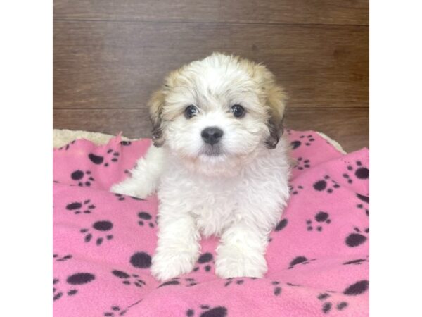 Havatzu DOG Female Gold / White 2920 Petland Florence, Kentucky