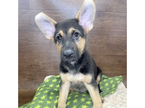 German Shepherd Dog DOG Male Black / Tan 2919 Petland Florence, Kentucky