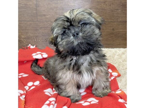 Shih Tzu-DOG-Male-Grizzle-2893-Petland Florence, Kentucky