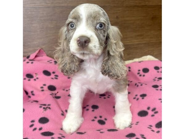 Cocker Spaniel DOG Female Brown / White 2914 Petland Florence, Kentucky