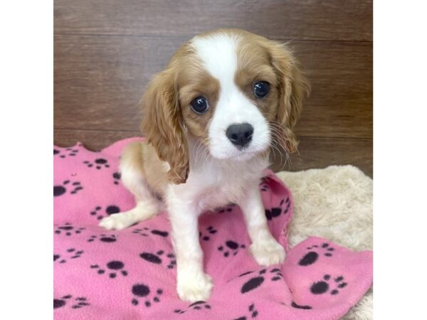 Cavalier King Charles Spaniel-DOG-Male-Blenheim-2915-Petland Florence, Kentucky