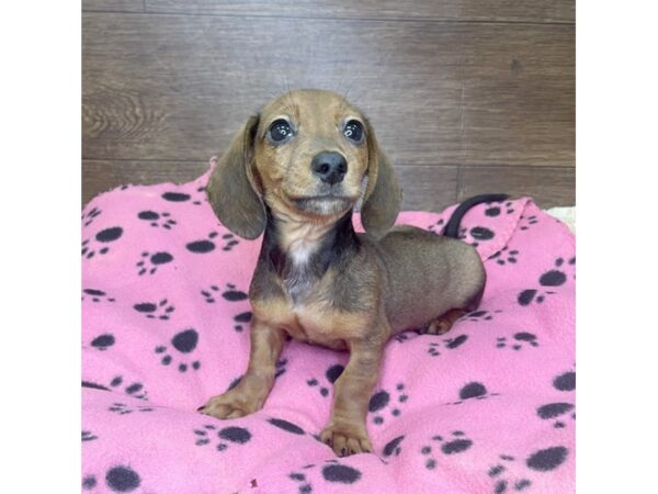 Dachshund DOG Male Wild Boar 2918 Petland Florence, Kentucky