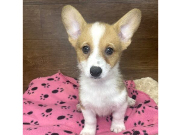 Pembroke Welsh Corgi DOG Male Sable / White 2916 Petland Florence, Kentucky