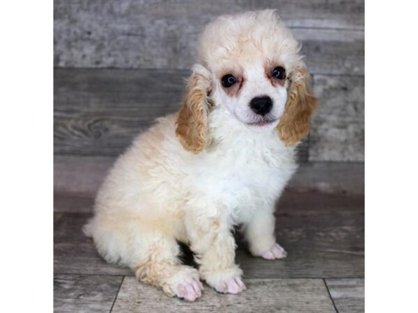 Poodle DOG Female Apricot 2938 Petland Florence, Kentucky