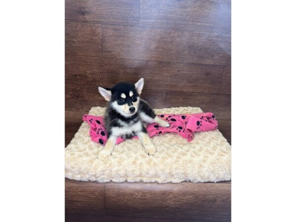 Pomsky DOG Female Black / White 2941 Petland Florence, Kentucky