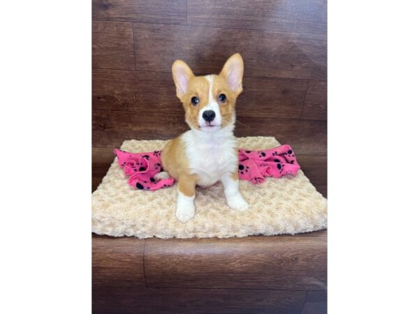 Pembroke Welsh Corgi-DOG-Male-Red / White-2940-Petland Florence, Kentucky
