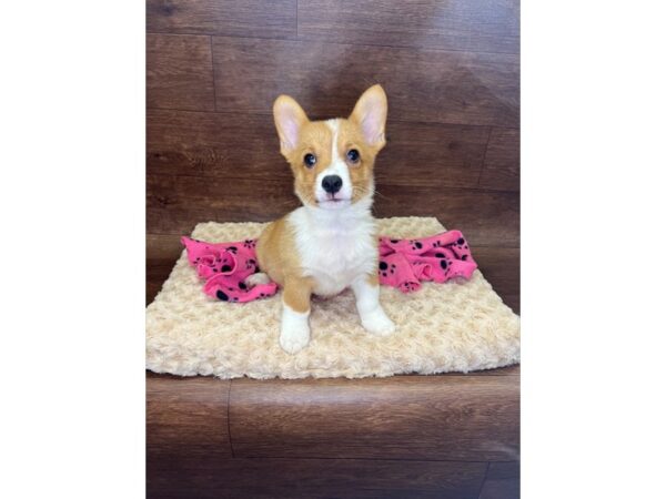 Pembroke Welsh Corgi DOG Male Red / White 2940 Petland Florence, Kentucky