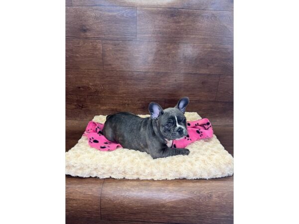 French Bulldog-DOG-Female-Blue-2935-Petland Florence, Kentucky