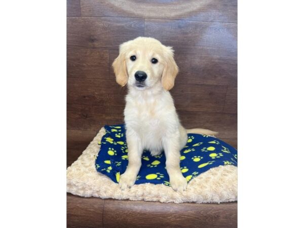 Golden Retriever-DOG-Female-Golden-2932-Petland Florence, Kentucky