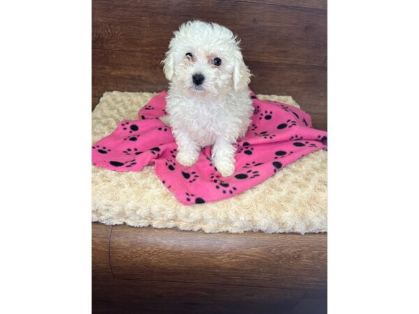 Bichon Frise DOG Male White 2930 Petland Florence, Kentucky