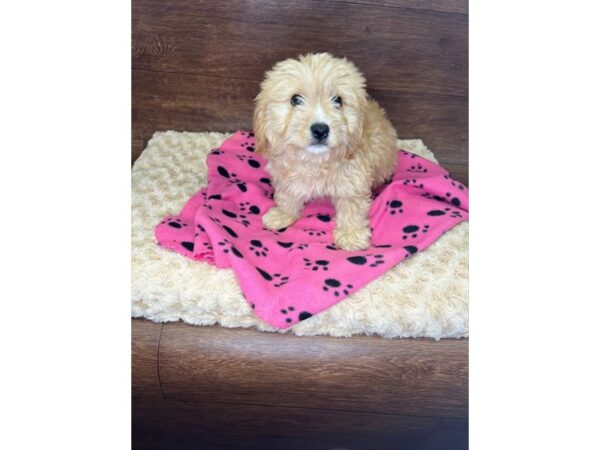 Cavachon-DOG-Male-Apricot-2929-Petland Florence, Kentucky