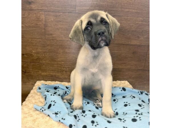 Mastiff DOG Male Fawn 2943 Petland Florence, Kentucky