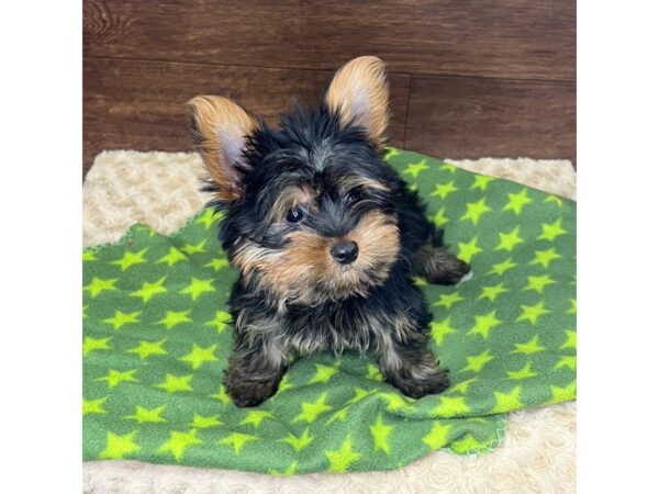 Yorkshire Terrier DOG Male Black / Tan 2934 Petland Florence, Kentucky