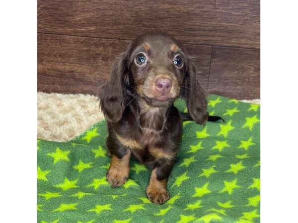 Dachshund DOG Female Chocolate / Tan 2939 Petland Florence, Kentucky