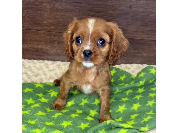 Cavalier King Charles Spaniel-DOG-Female-Ruby-2936-Petland Florence, Kentucky