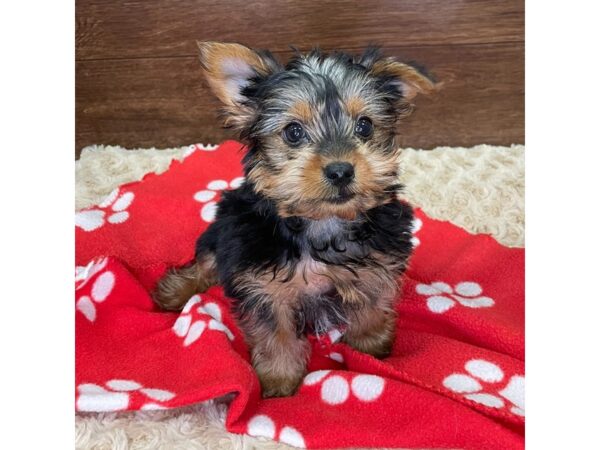 Yorkshire Terrier DOG Male Black / Tan 2947 Petland Florence, Kentucky