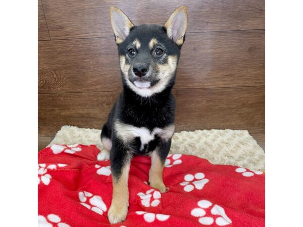 Shiba Inu DOG Female Black White / Tan 2948 Petland Florence, Kentucky