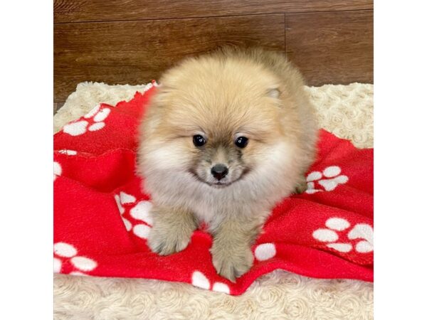 Pomeranian-DOG-Male-Orange Sable-2950-Petland Florence, Kentucky