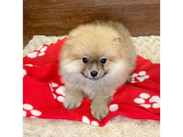 Pomeranian DOG Male Orange Sable 2950 Petland Florence, Kentucky