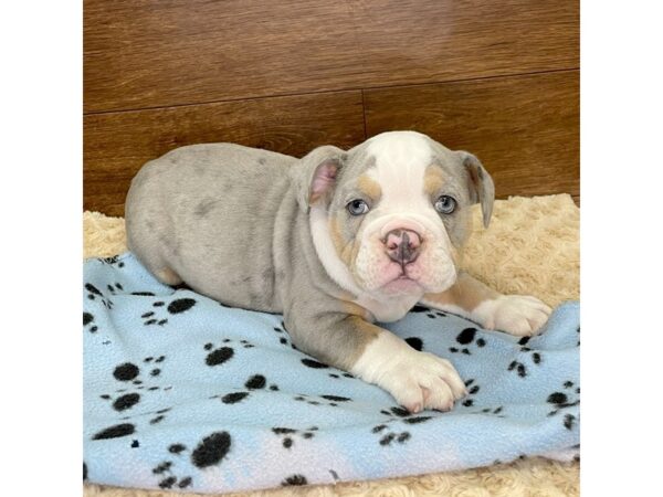 English Bulldog DOG Male Blue Merle 2951 Petland Florence, Kentucky