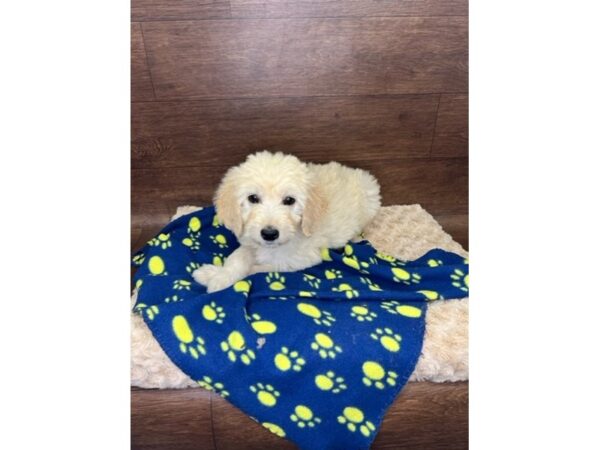 Goldendoodle DOG Female Golden 2960 Petland Florence, Kentucky