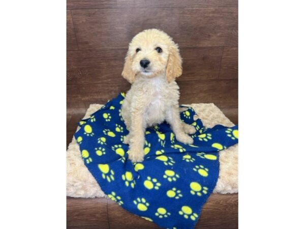 Goldendoodle-DOG-Male-Golden-2961-Petland Florence, Kentucky