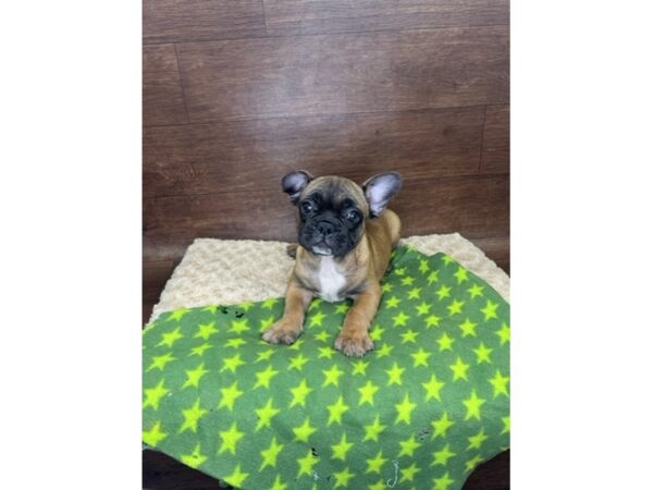 French Bulldog-DOG-Male-Fawn-2952-Petland Florence, Kentucky
