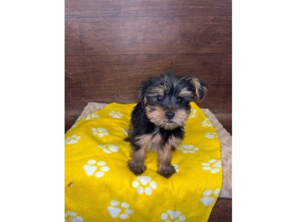 Yorkshire Terrier-DOG-Male-Black / Tan-2953-Petland Florence, Kentucky