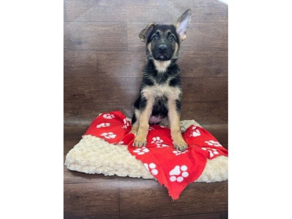 German Shepherd Dog DOG Female Black / Tan 2956 Petland Florence, Kentucky