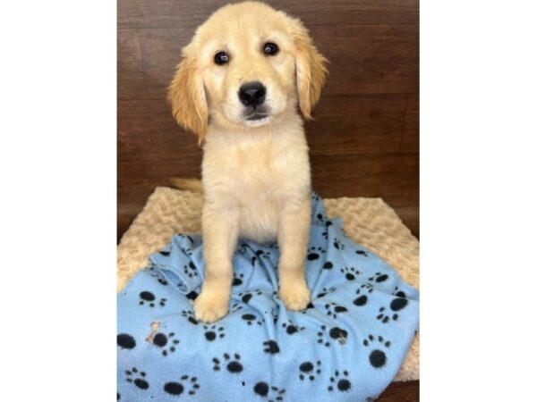 Golden Retriever DOG Female Golden 2957 Petland Florence, Kentucky