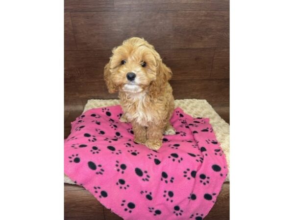 Cock A Poo DOG Female Apricot 2959 Petland Florence, Kentucky