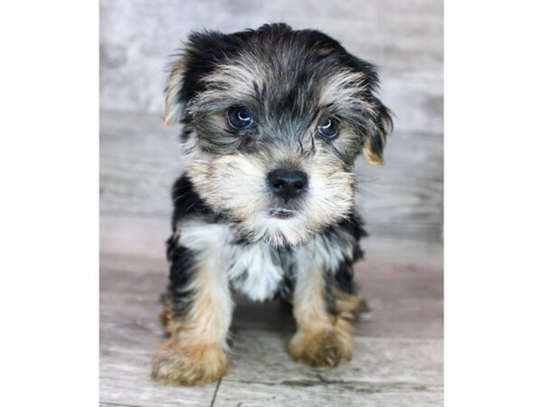 Yorkshire Terrier-DOG-Male-Black / Tan-2968-Petland Florence, Kentucky