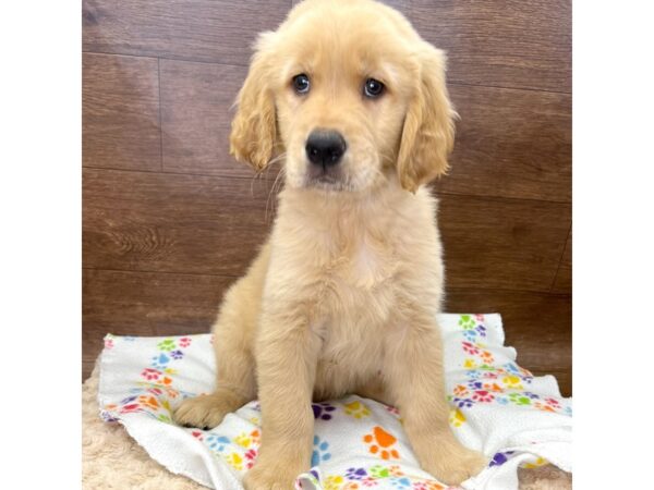 Golden Retriever DOG Male Golden 2974 Petland Florence, Kentucky