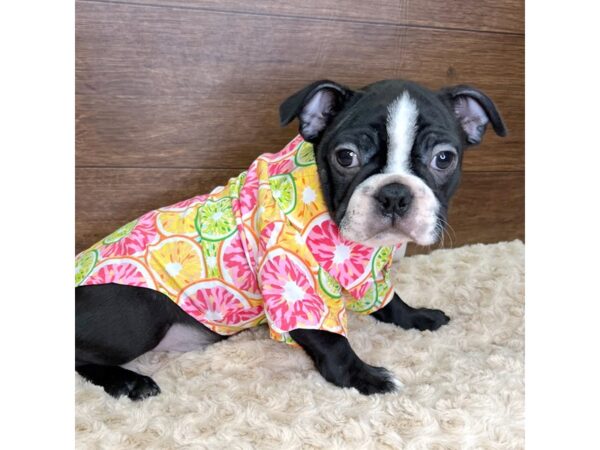 Boston Terrier-DOG-Male-Black / White-2971-Petland Florence, Kentucky