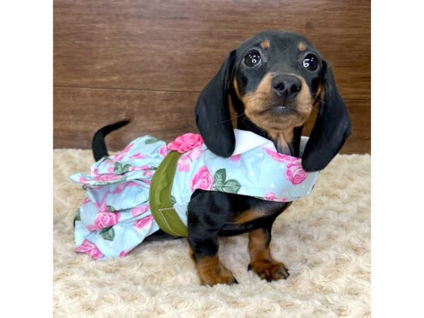 Dachshund-DOG-Female-Black / Tan-2970-Petland Florence, Kentucky
