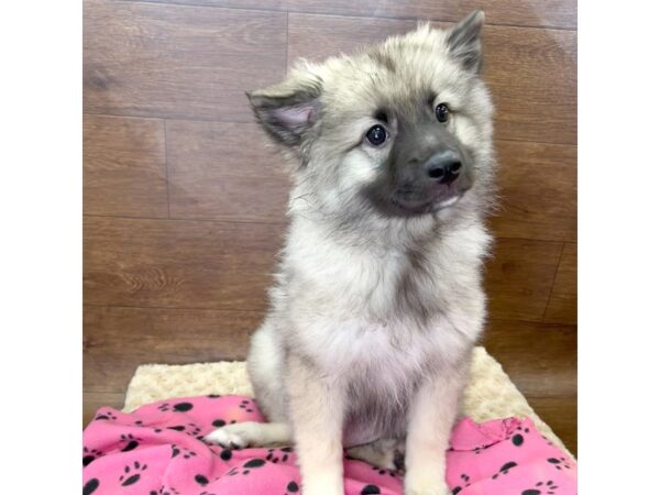 Keeshond-DOG-Female-Black / Silver-2967-Petland Florence, Kentucky