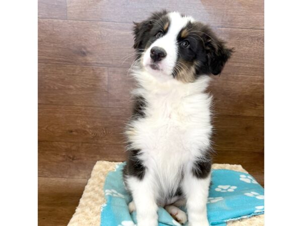 Australian Shepherd DOG Male Black 2966 Petland Florence, Kentucky