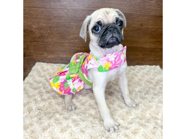 Pug-DOG-Female-Fawn-2964-Petland Florence, Kentucky